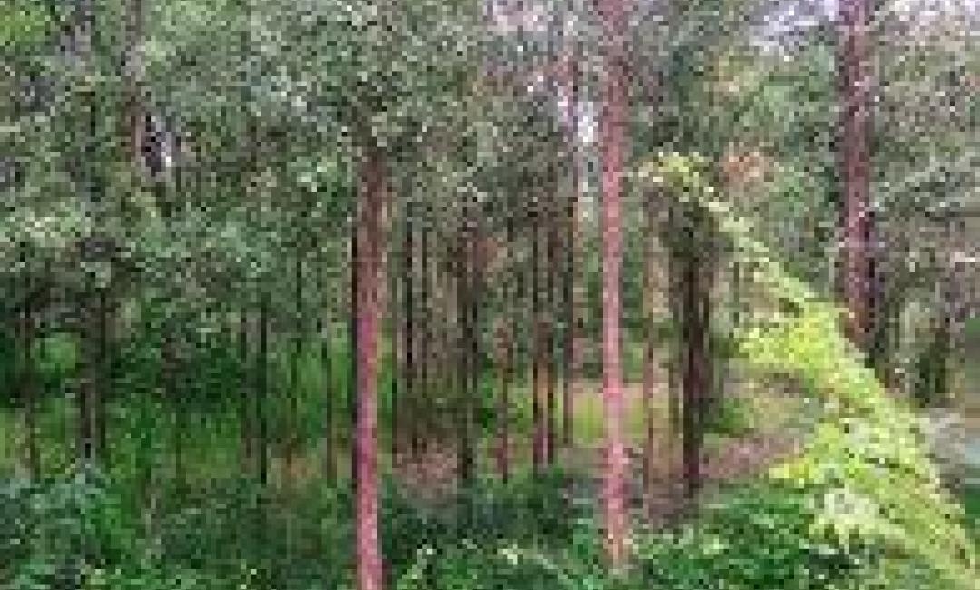 သနပ်ခါး-၁